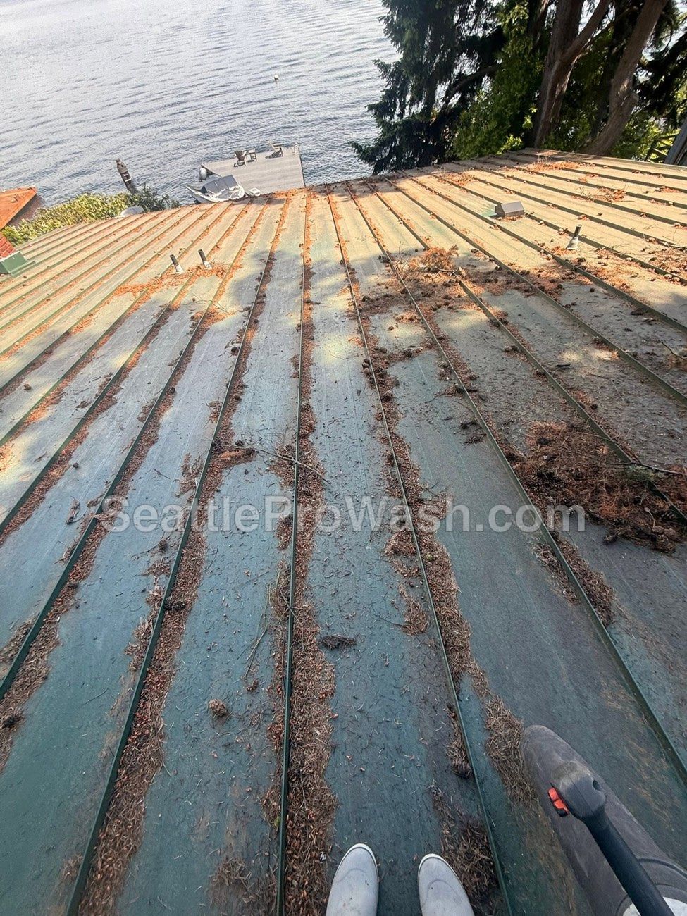 Lakefront metal roof buried in needles and debris before cleaning