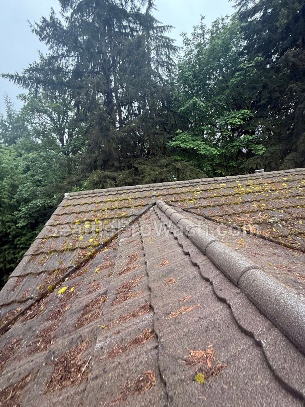 Seattle metal roof before moss removal treatment showing heavy moss growth and discoloration