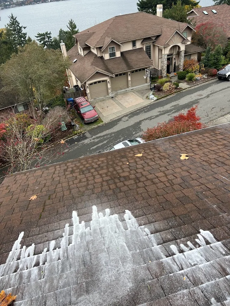 Roof moss treatment in progress on asphalt shingles