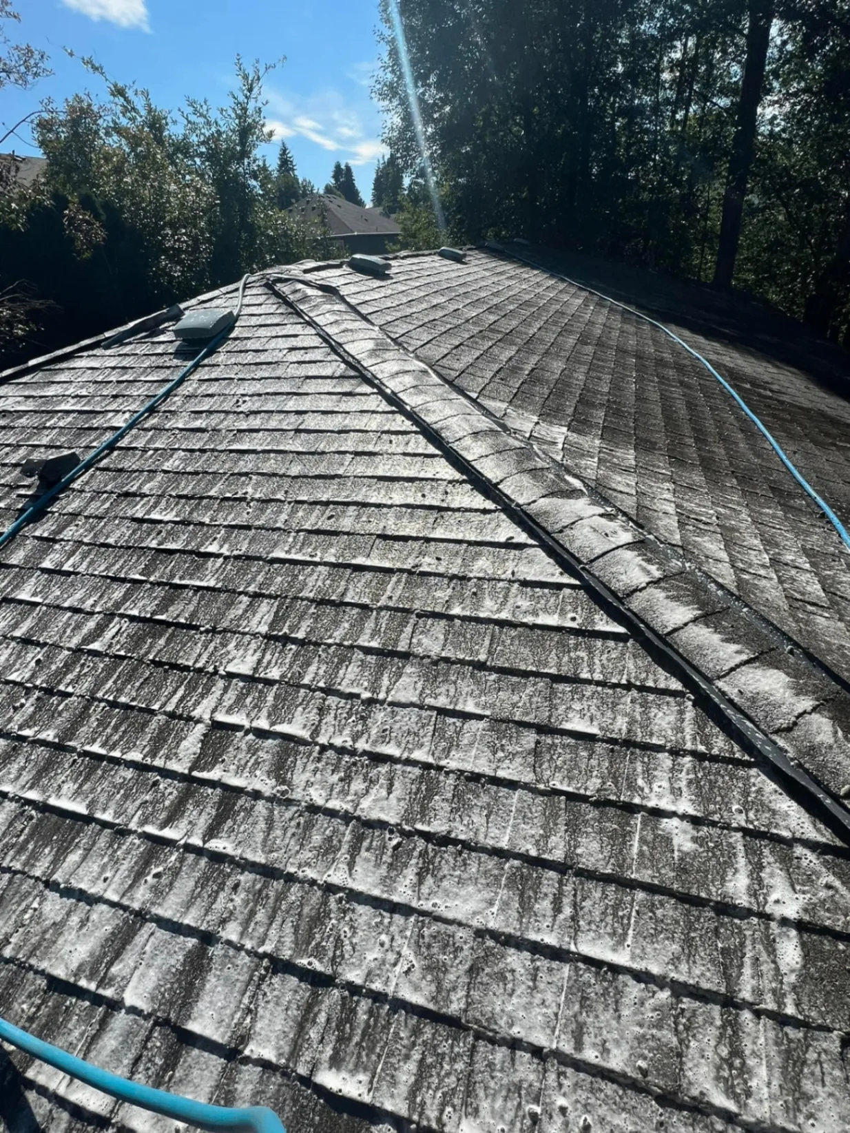 Professional team performing roof moss treatment