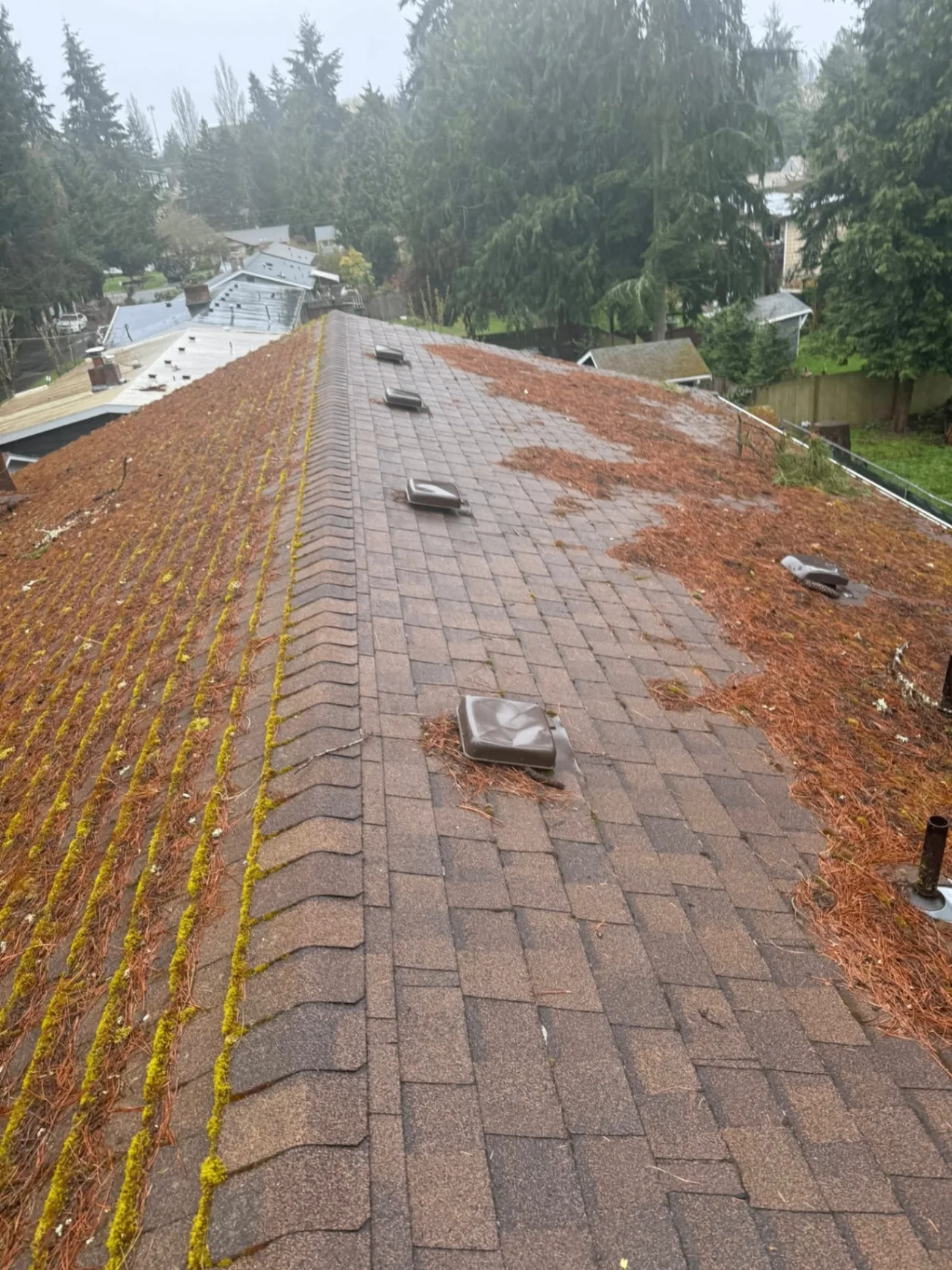 Seattle asphalt roof heavily covered in moss and debris before professional treatment