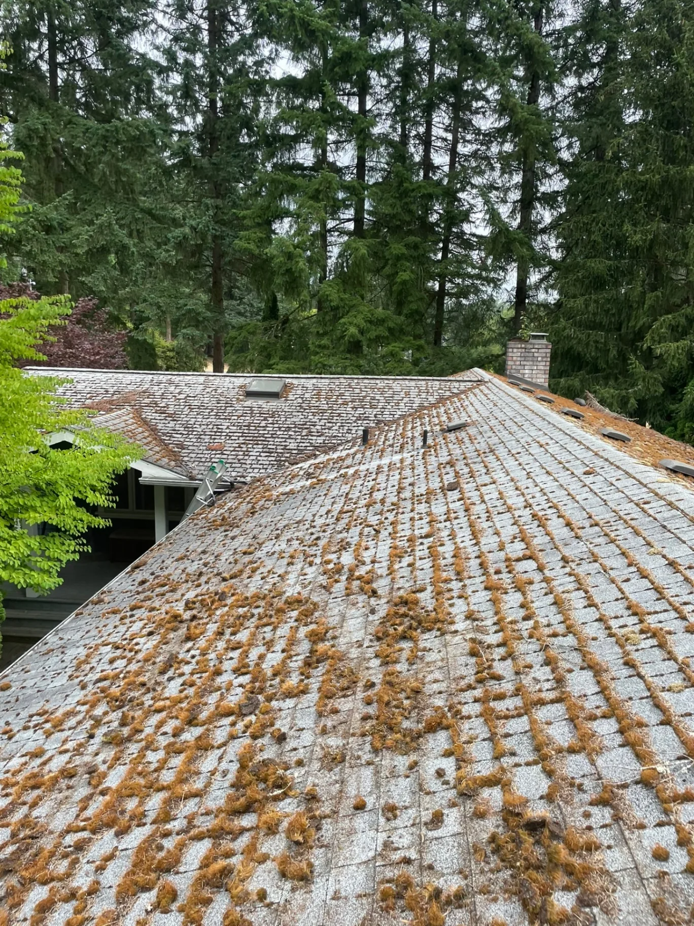 Damaged moss-covered roof showing years of neglect and deterioration